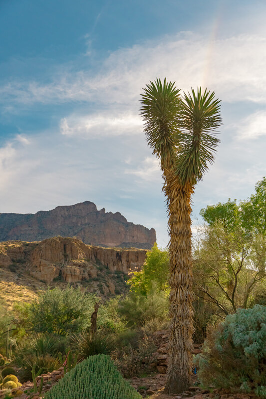 Yucca in the Wallace Desert Garden