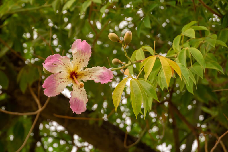 silk floss tree flower