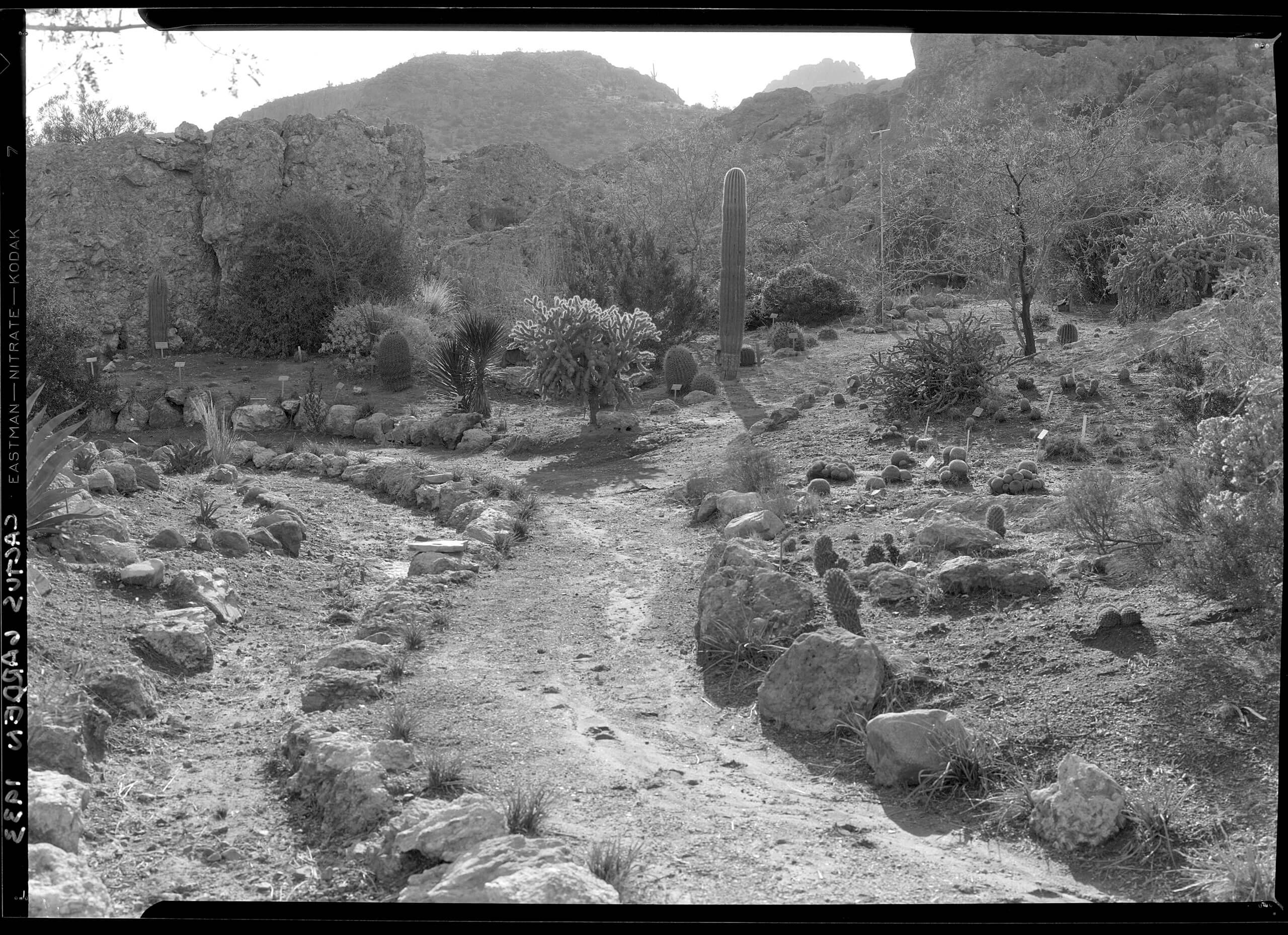 Boyce Thompson Arboretum Cactus Garden Circa 1920s