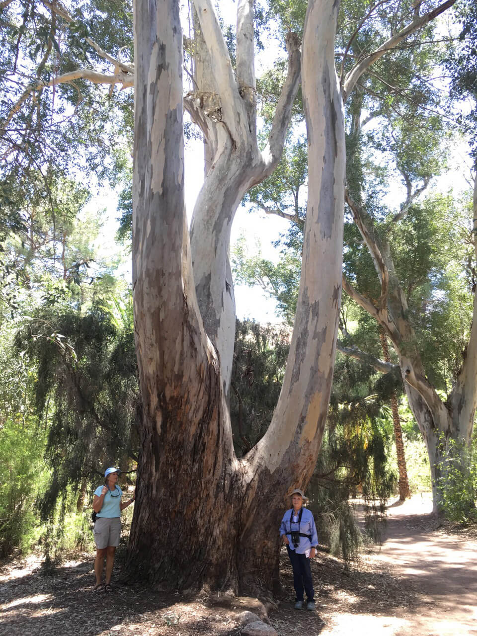 Arizona Champion Mr. Big is a red gum or longbreak eucalyptus the largest known tree of its species in the country