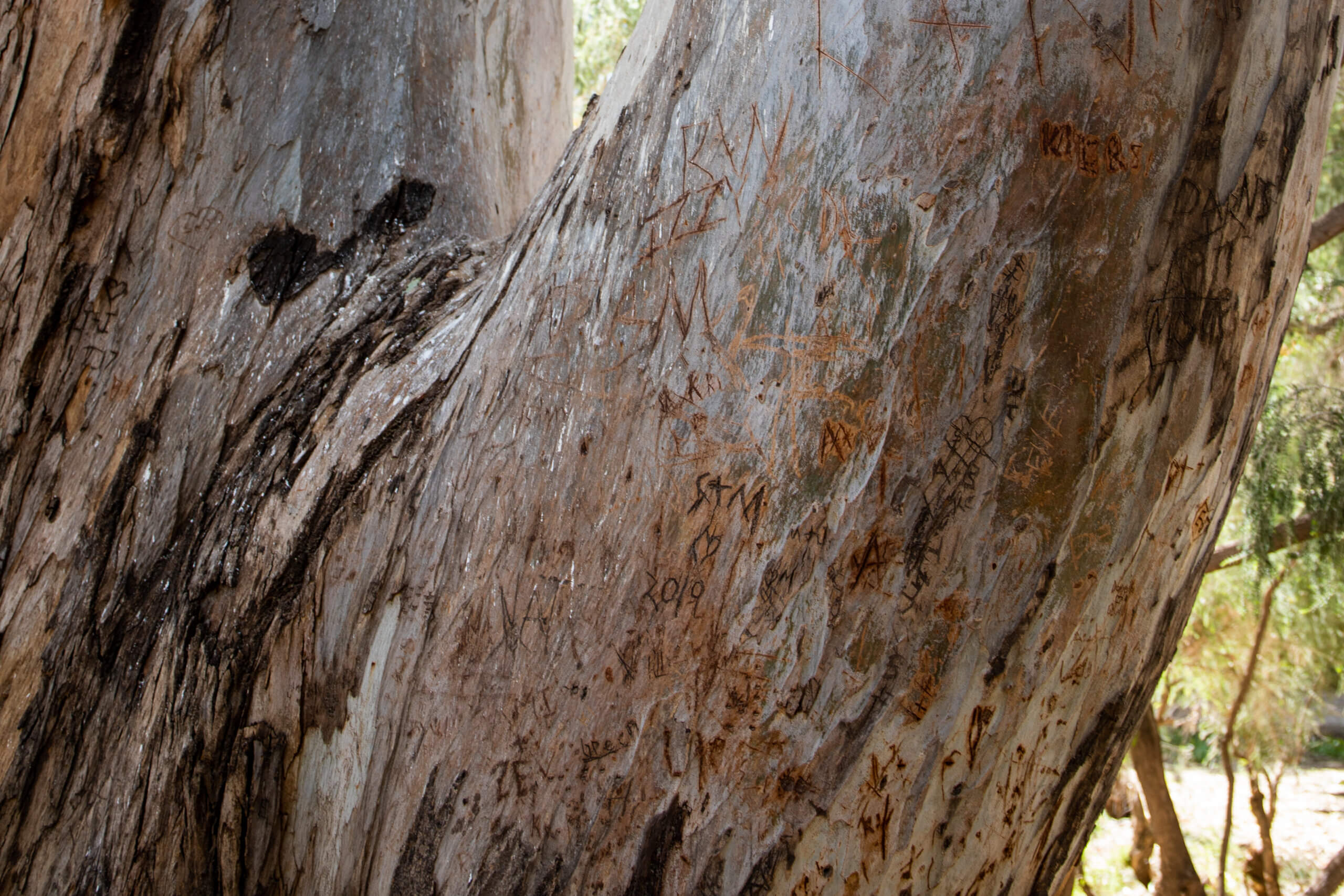 Tree Carvings on Mr Big, a larg eucalyptus tree