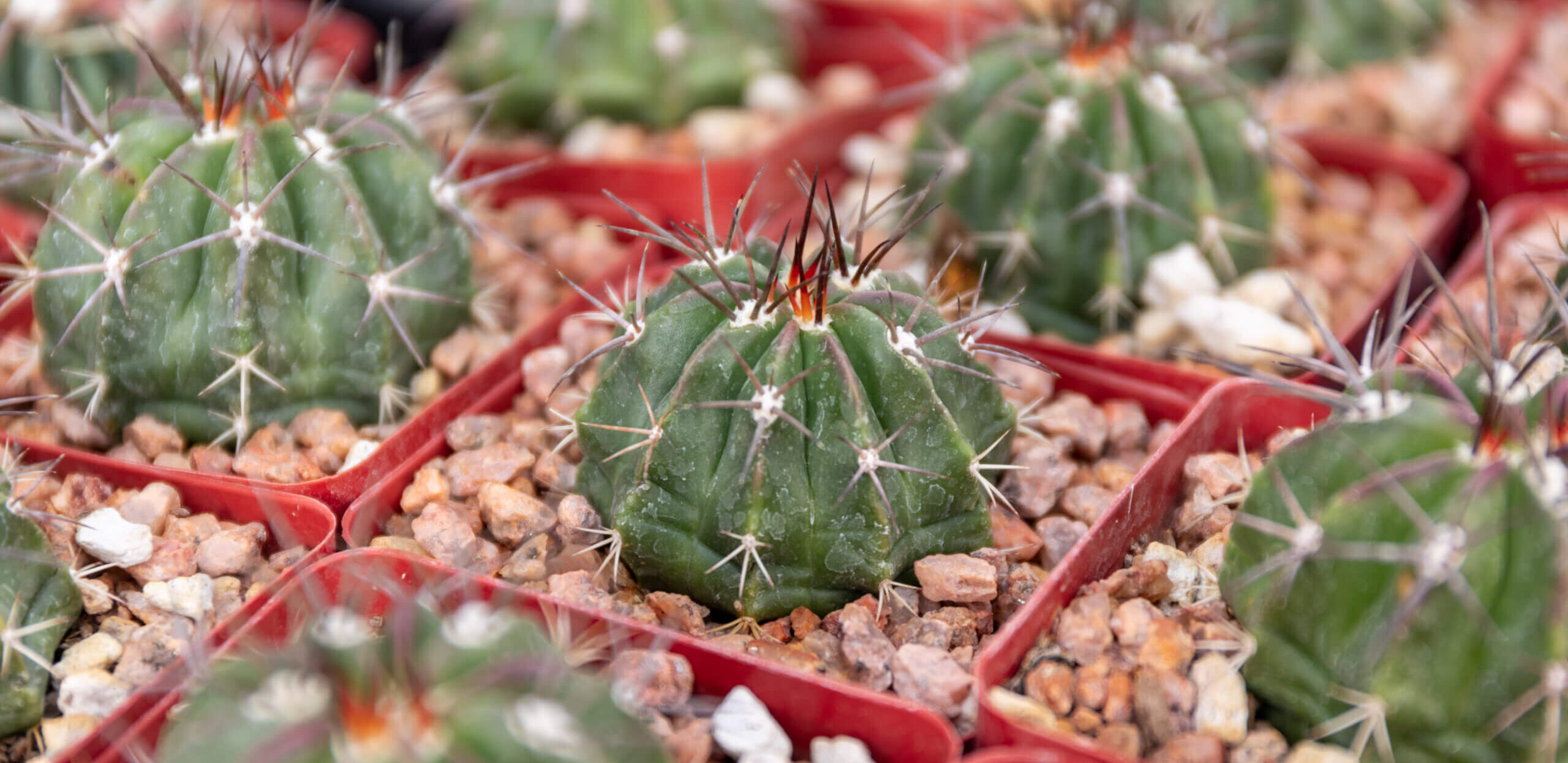 small potted cacti