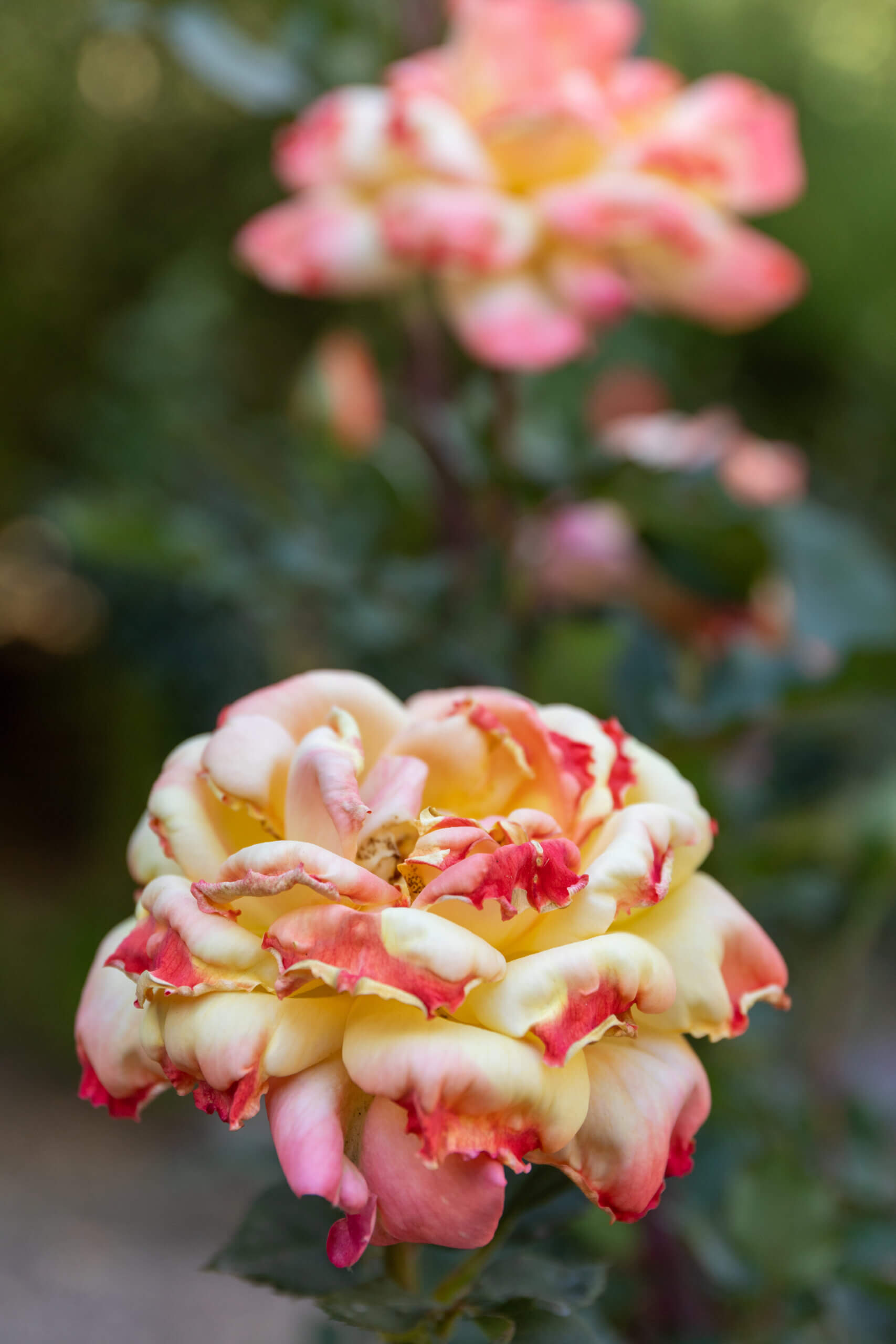 Blooming Rose in the Wallace Rose Garden