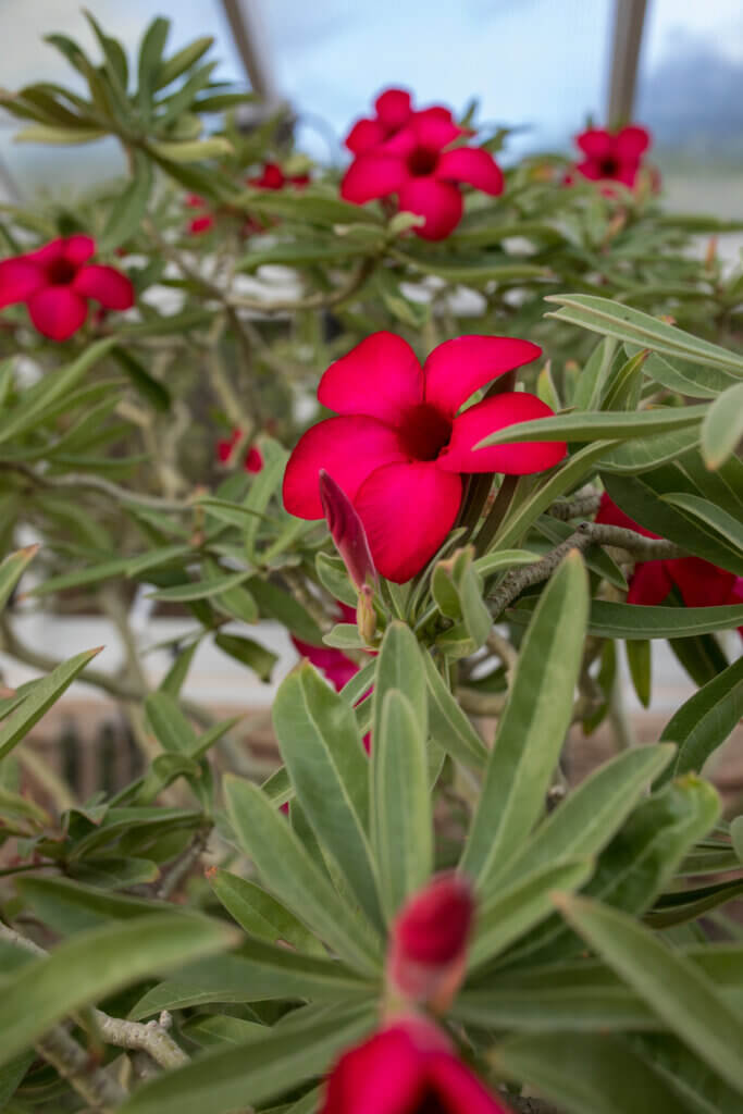 "Crimson Star" Adenium bloom