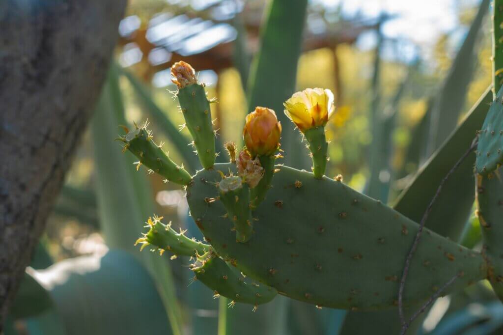 Blooming Prickly Pear Cactus