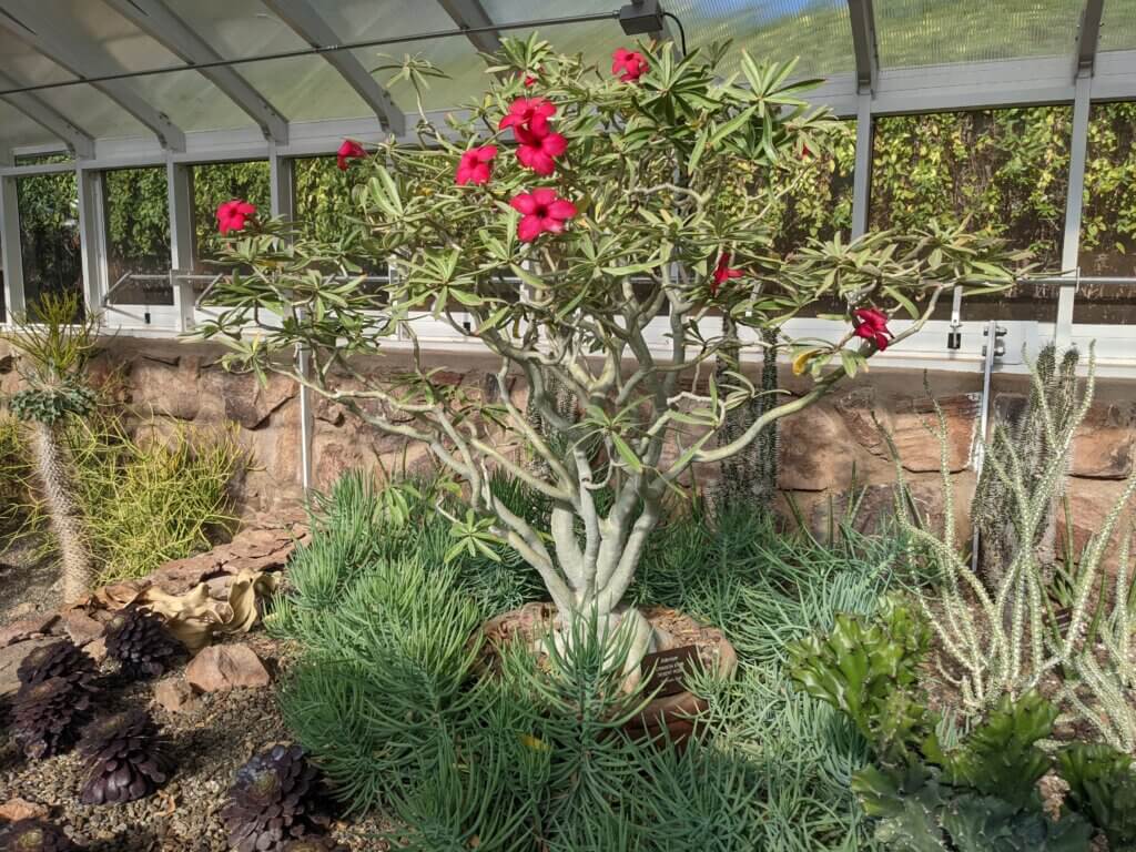 "Crimson Star" Adenium in the Smith Greenhouse