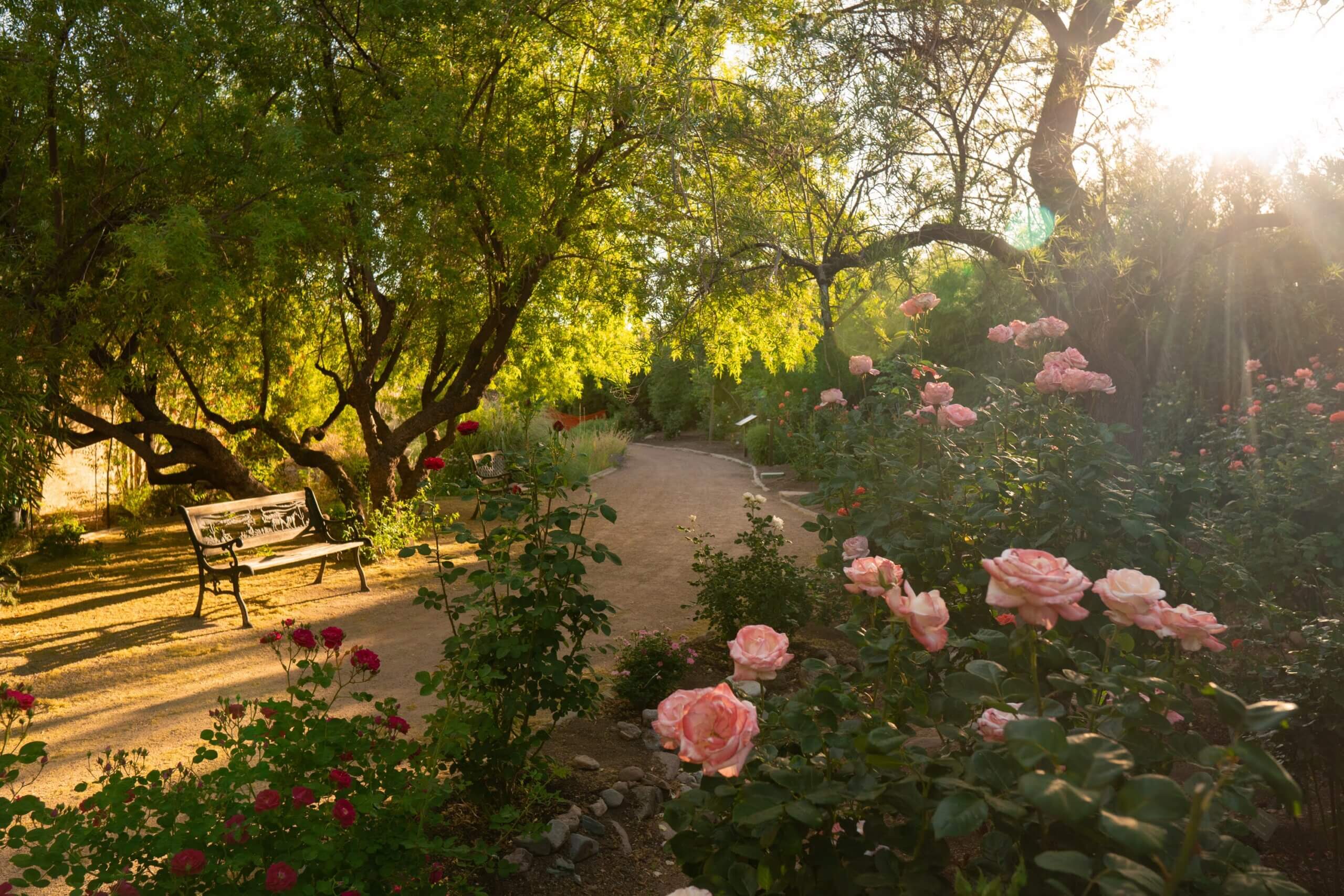 Rose blooms in the Wallace Rose Garden