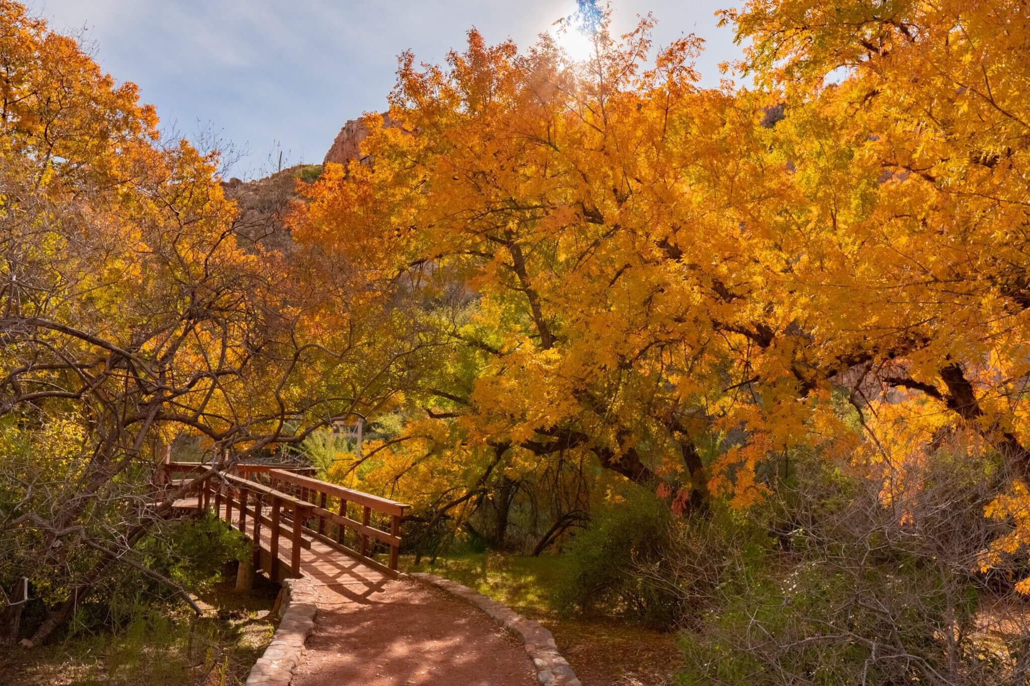 BTA Fall Foliage Forecast - Boyce Thompson Arboretum