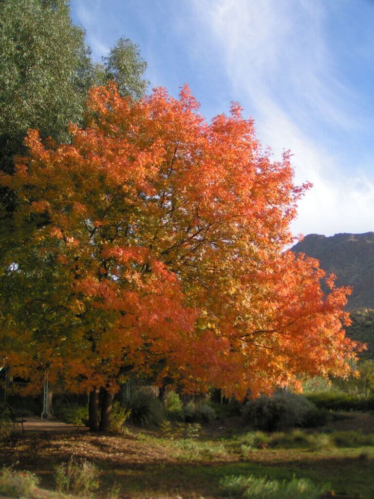 The Harmful Effects of Tree Carving - Boyce Thompson Arboretum