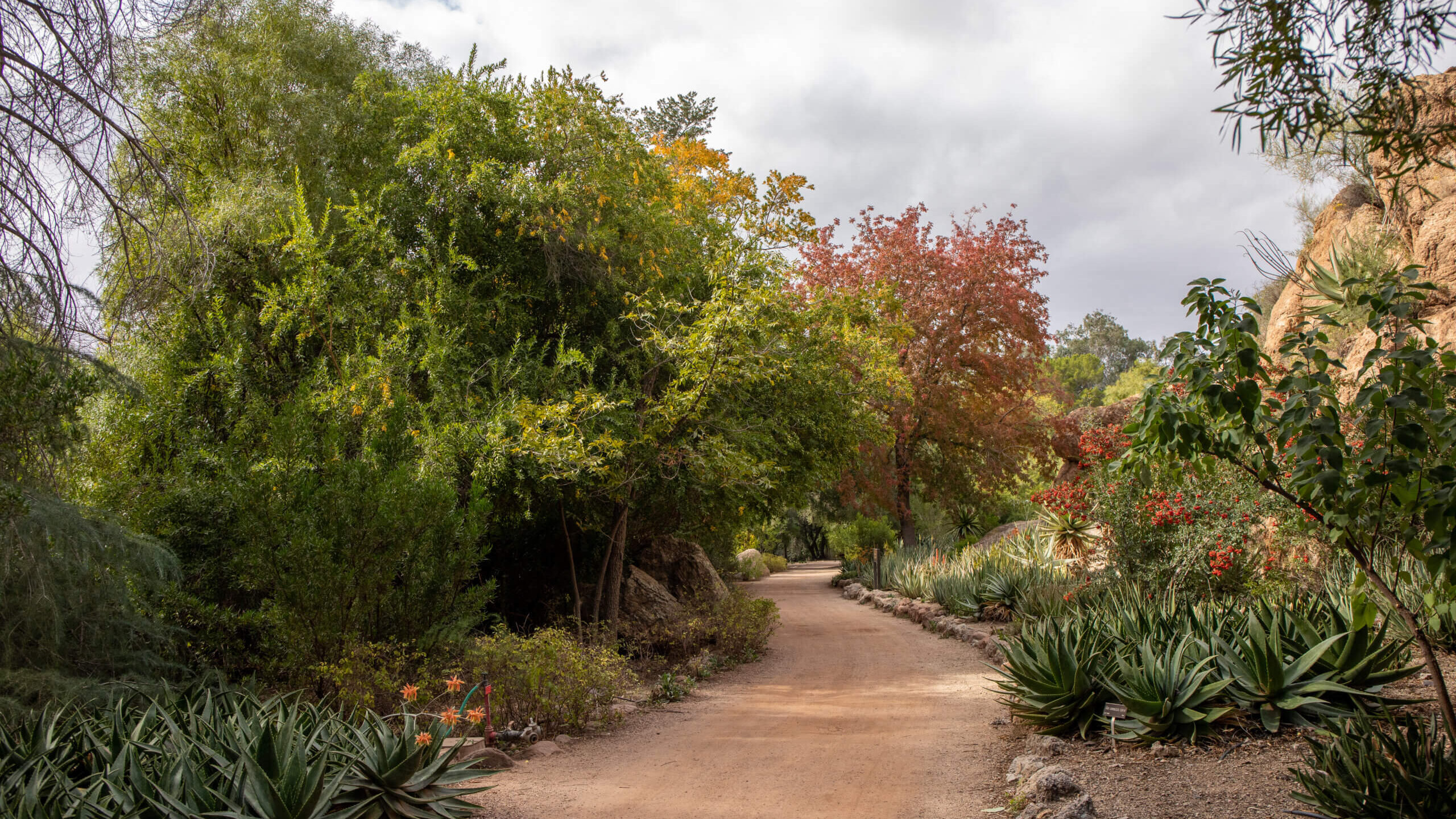 Trail at Boyce Thompson Arboretum