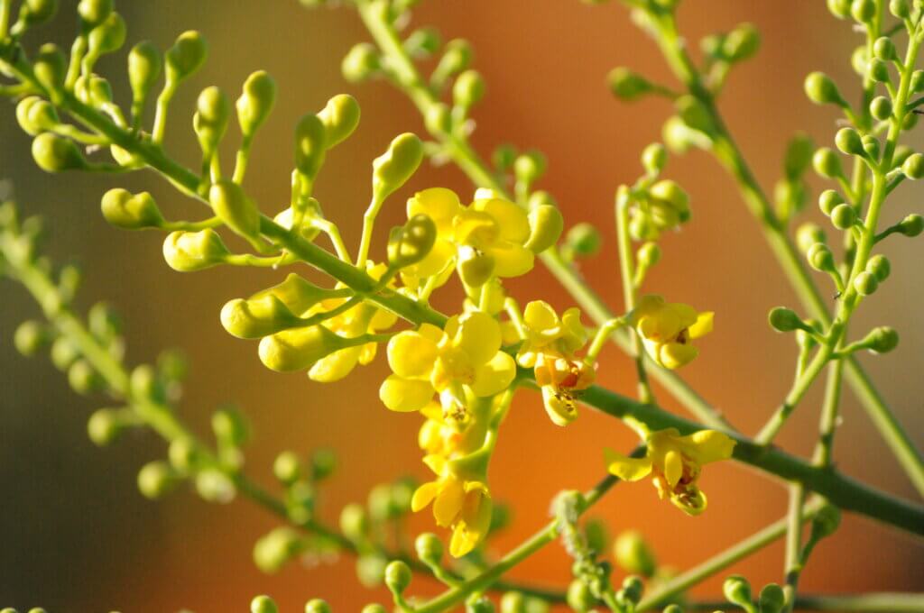 Golden yellow, pea-like flowers of Caesalpinia cacalaco (Cascalote)