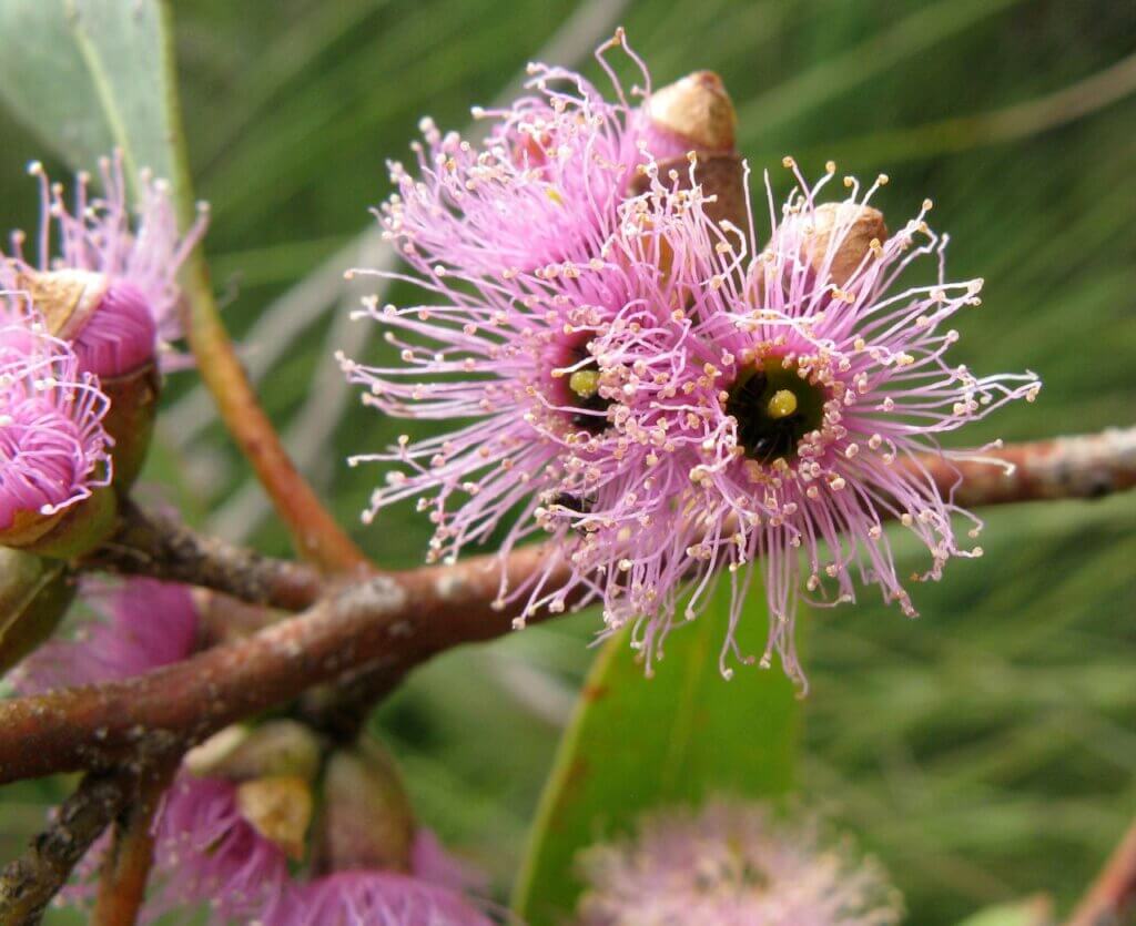 Eucalyptus lansdowneana blooms