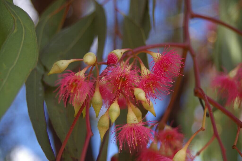 Eucalyptus sideroxylon blooms