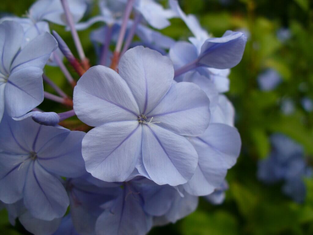 Blue flowers of Plumbago auriculata