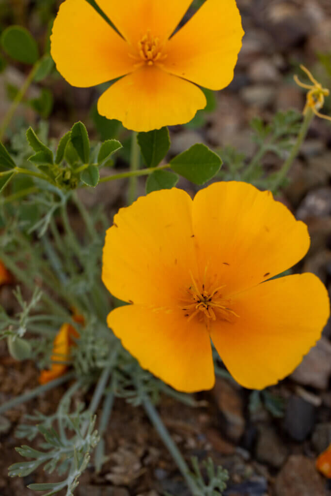 orange flower blooms