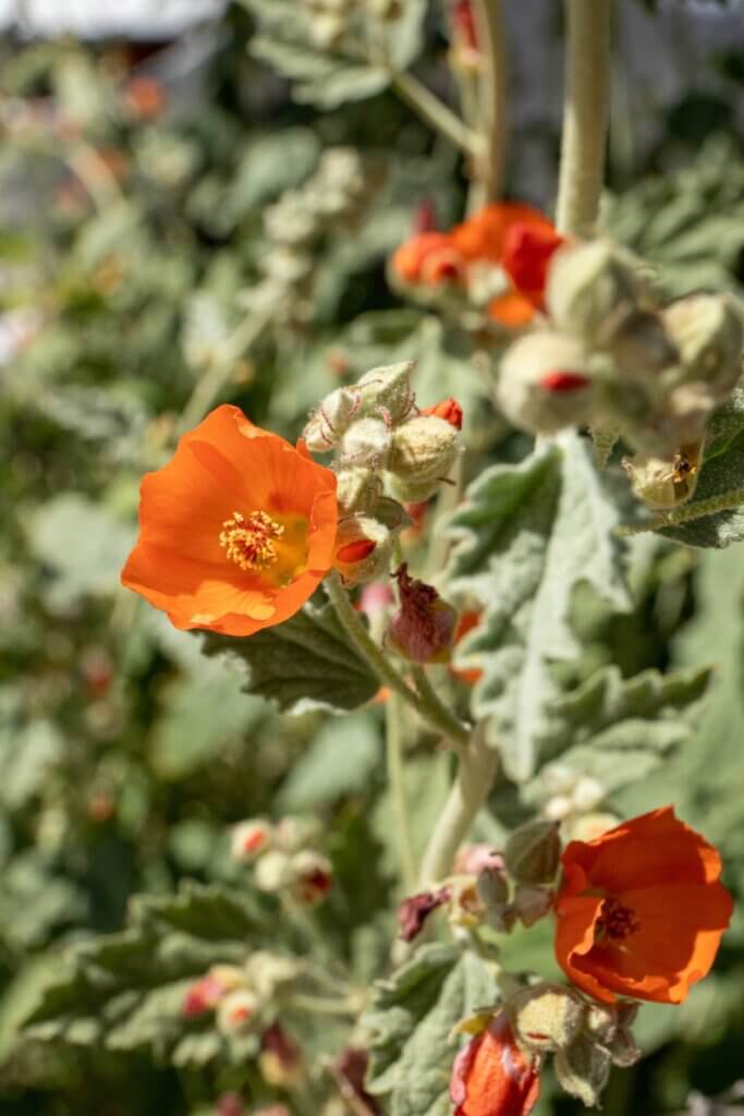 Desert Globe Mallow Wildflower