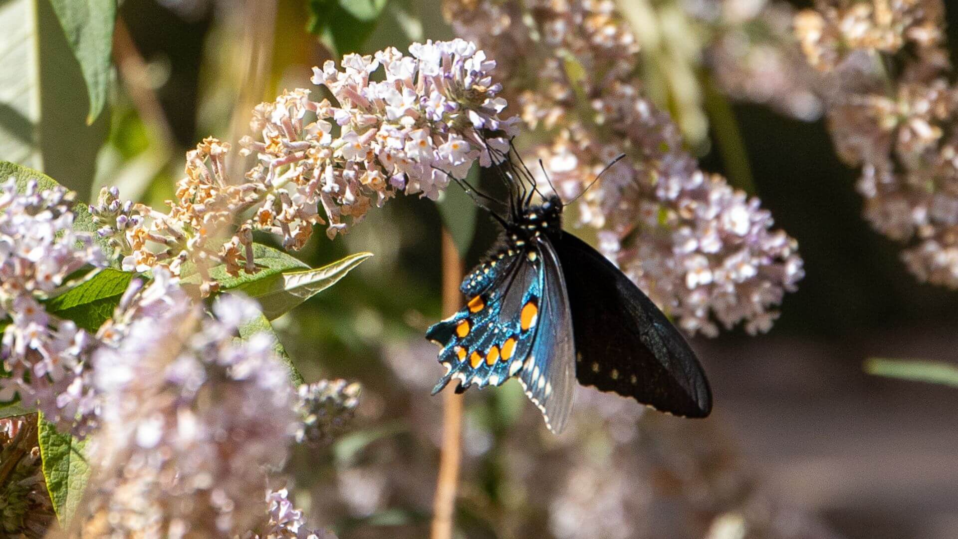 butterfly on flowers