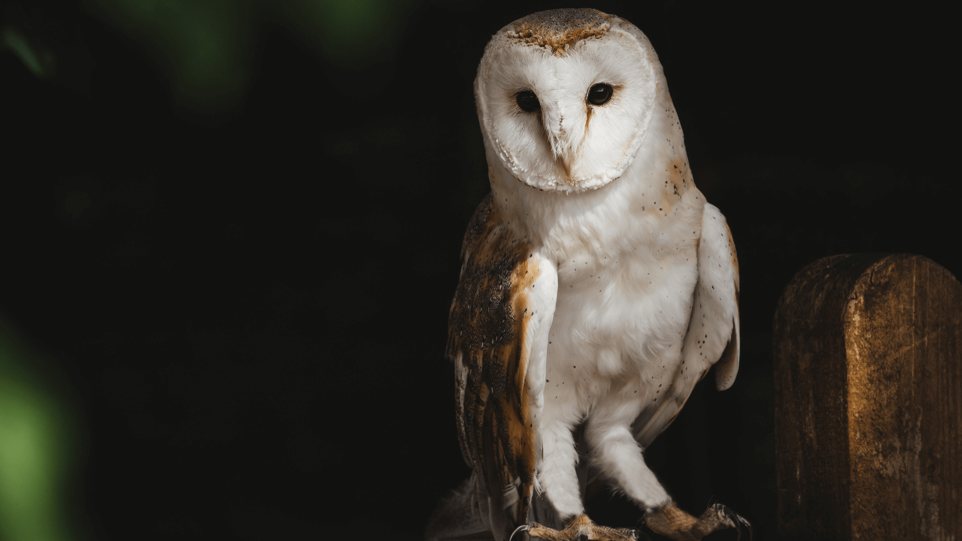 Barn Owl Pellets  United Art & Education