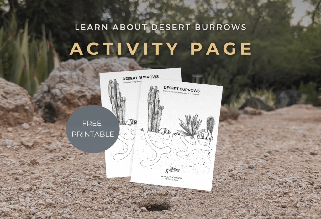 Desert burrow activity page for kids, free printable