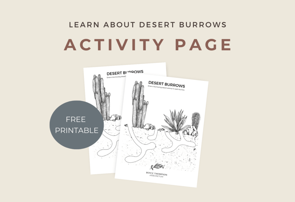 Desert Burrows Activity Page Free Download