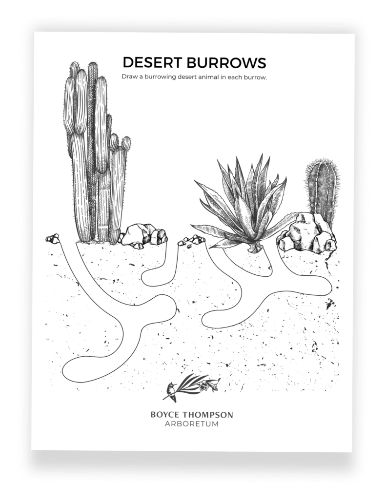 Desert Burrow Activity Page