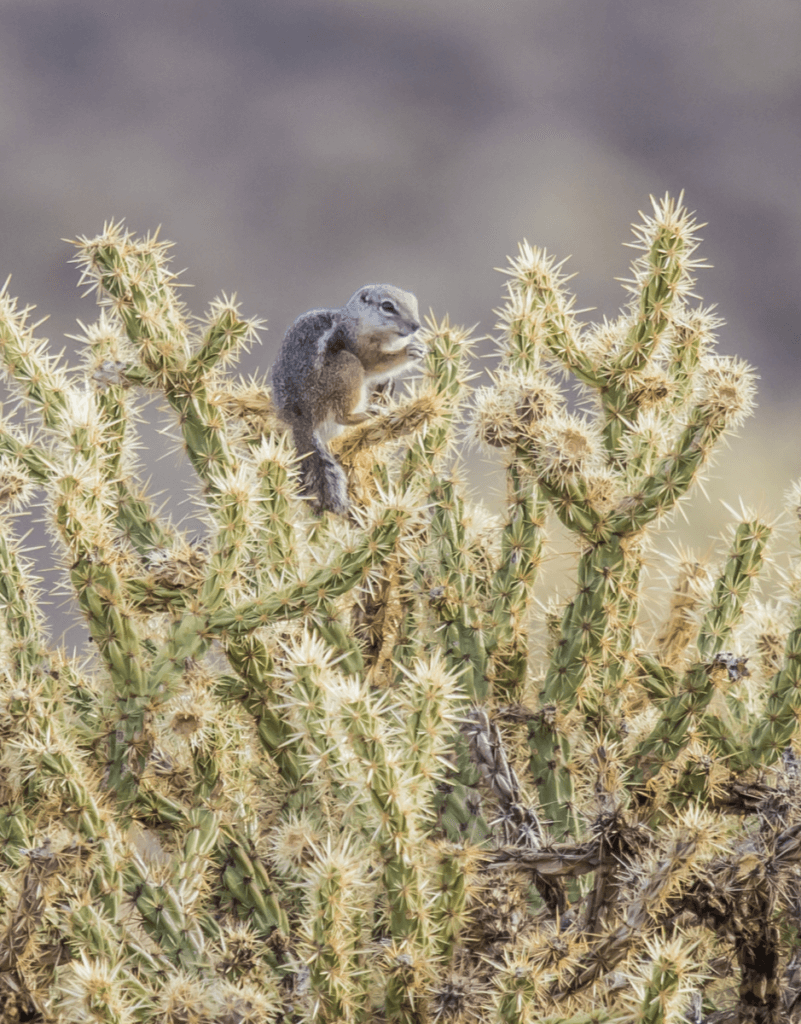 What Animals Dwell in the Small Holes of the Sonoran Desert? - Boyce  Thompson Arboretum