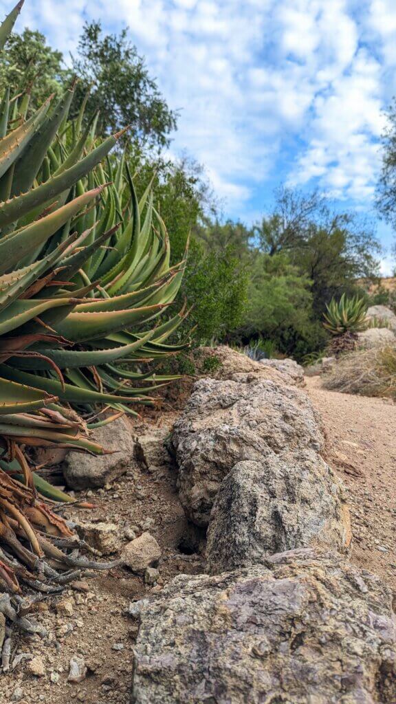 Desert Burrow by rocks