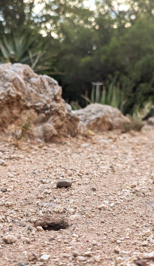 Desert Burrow on Trail