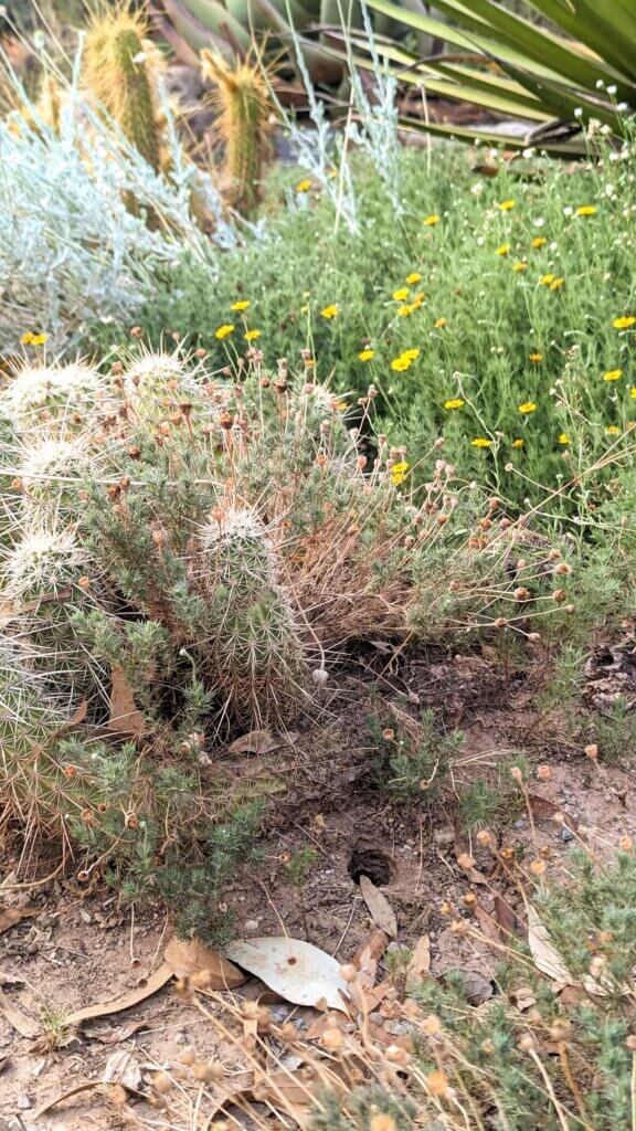 Desert Burrow by cactus