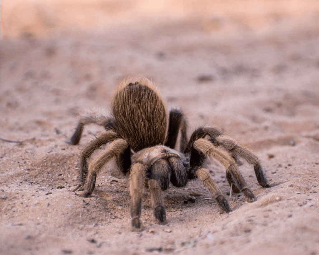 Tarantula on desert floor