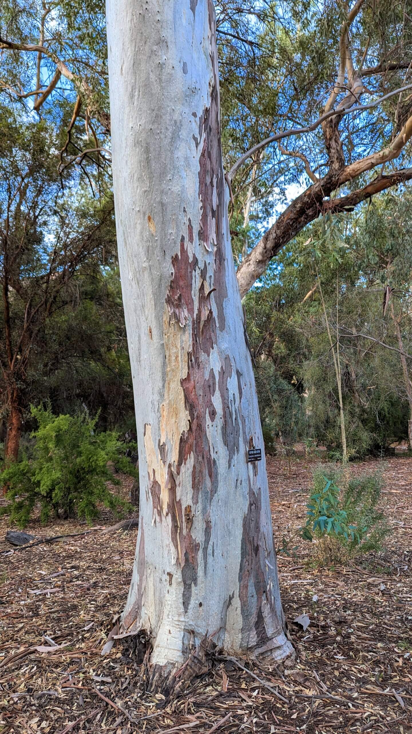 The BarkShedding Ritual of Eucalyptus Trees Boyce Thompson Arboretum