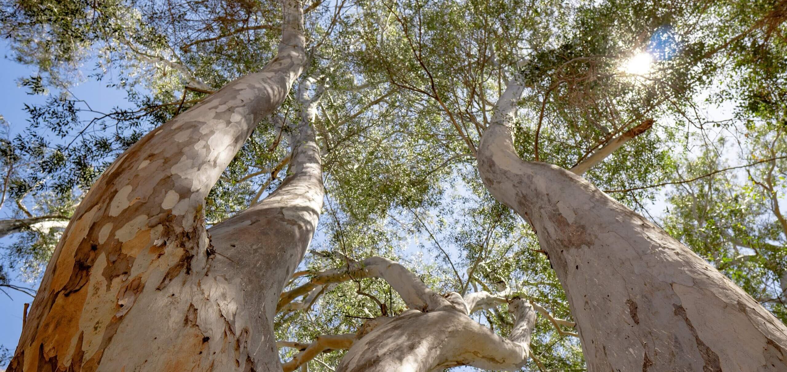 Eucalyptus trees shedding their bark