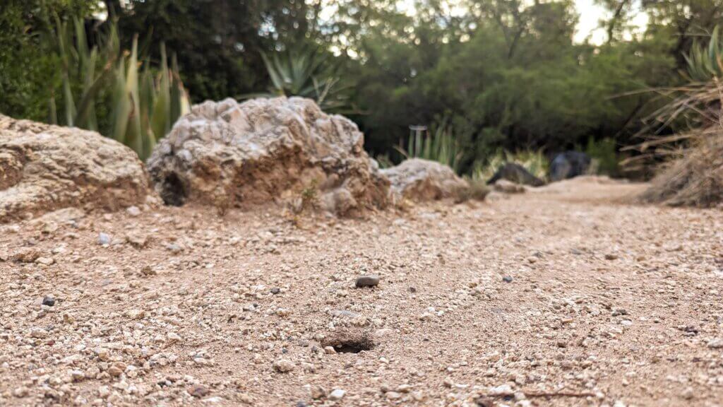 small desert burrow on trail