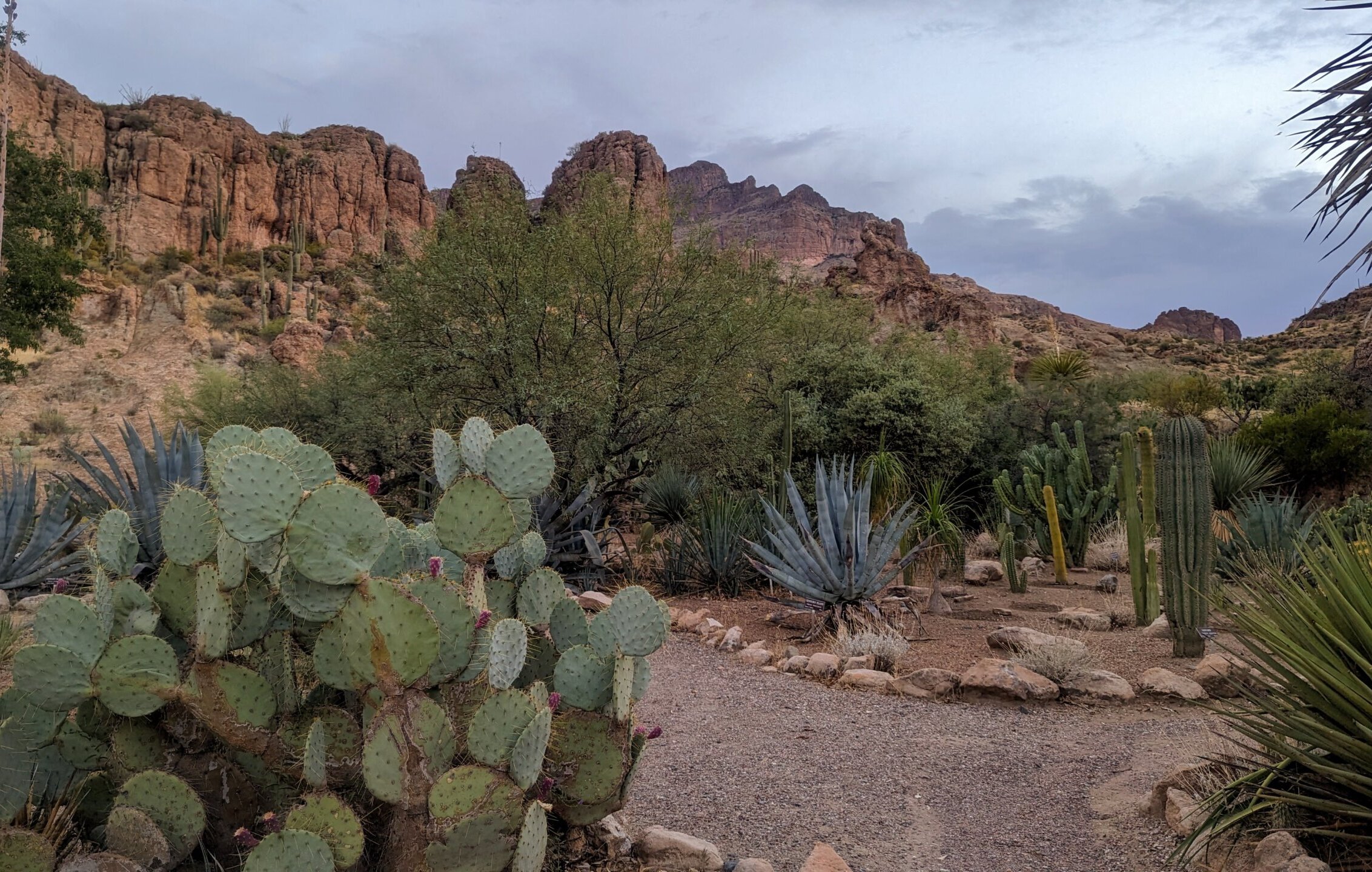 Desert landscape at dusk