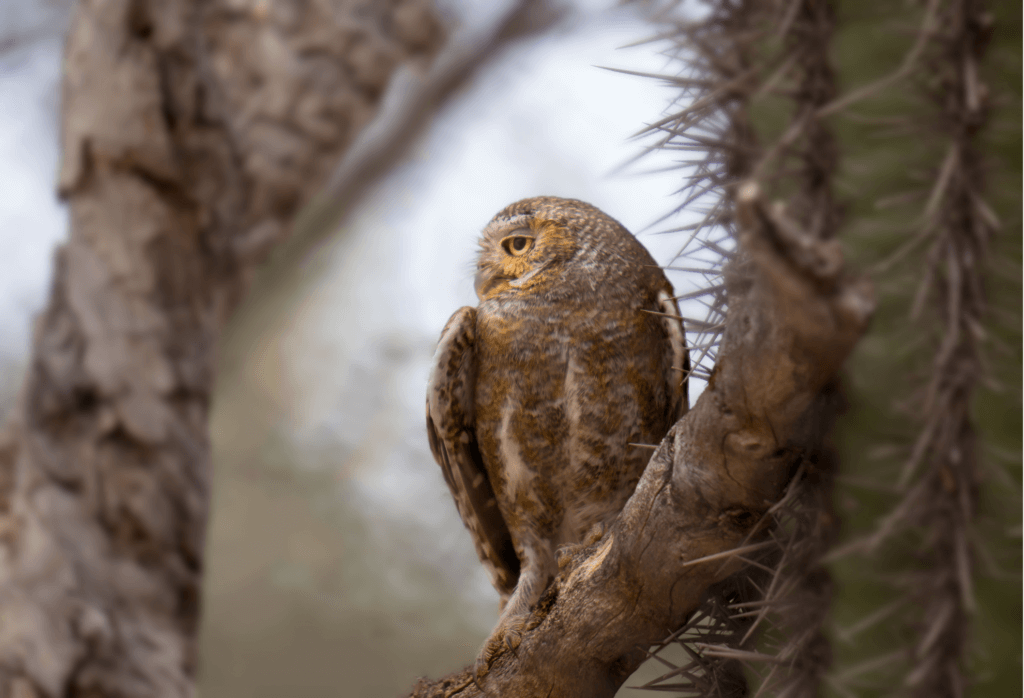 Elf Owl