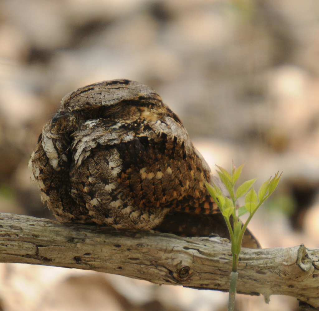 mexican whip-poor-will perched on a branch