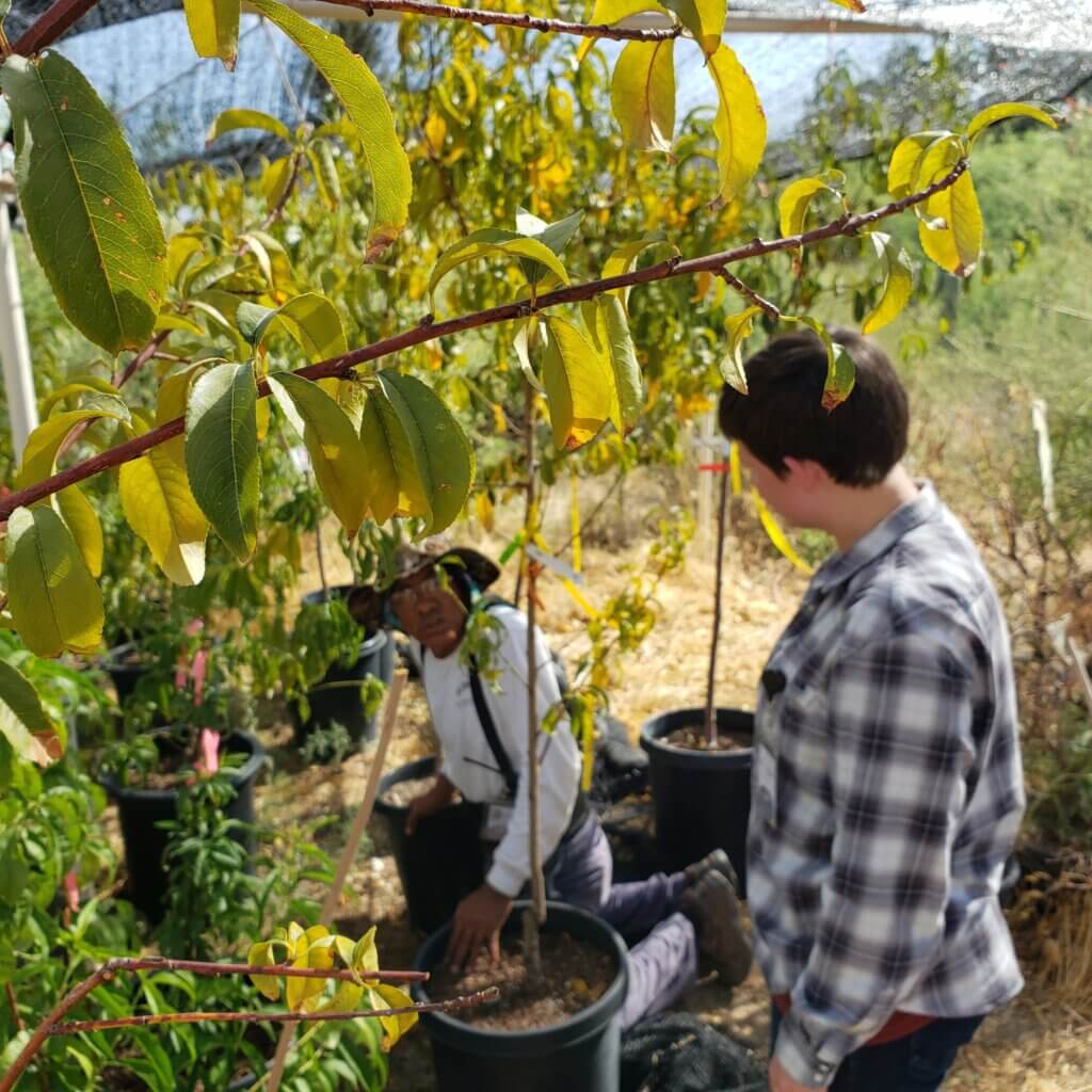 Rearcher Annie Weaver-Bryant and BTA Horticulturist Miguel with the trees at Boyce Thompson Arboretum