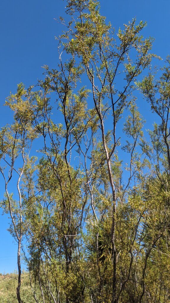 tall creosote bush