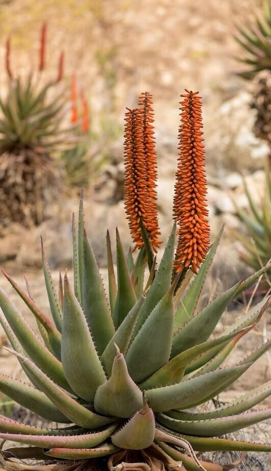 aloe bloom