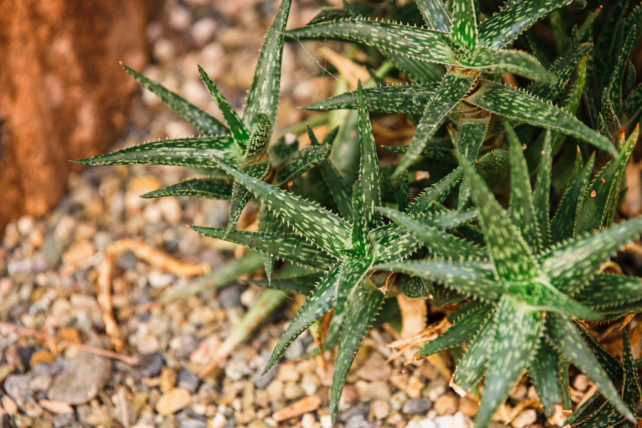 Gaan Libah Aloe