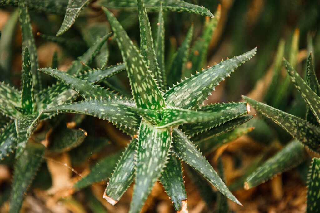 Gaan Libah Aloe up close