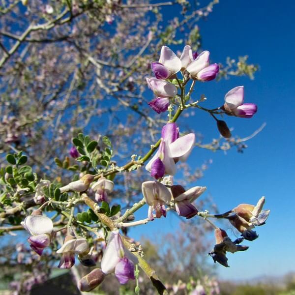 Ironwood tree