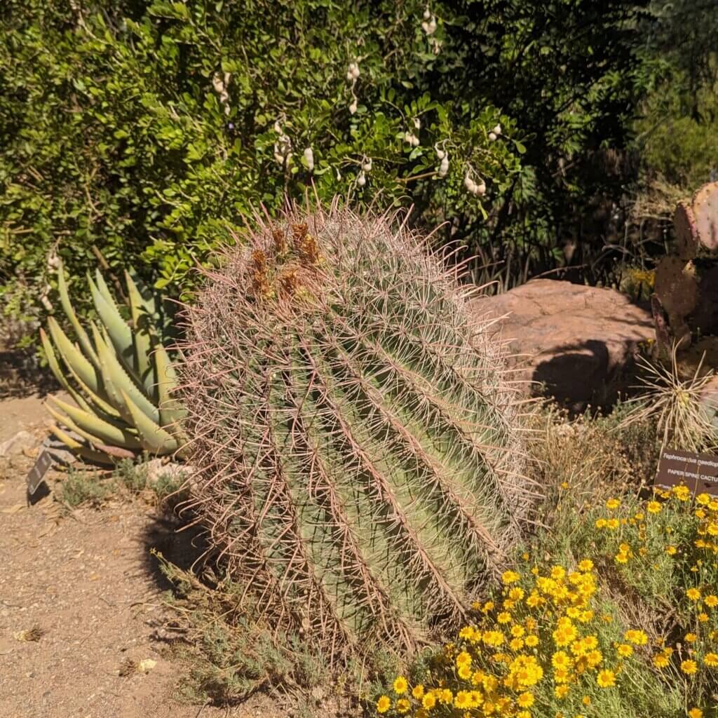 Barrel cactus