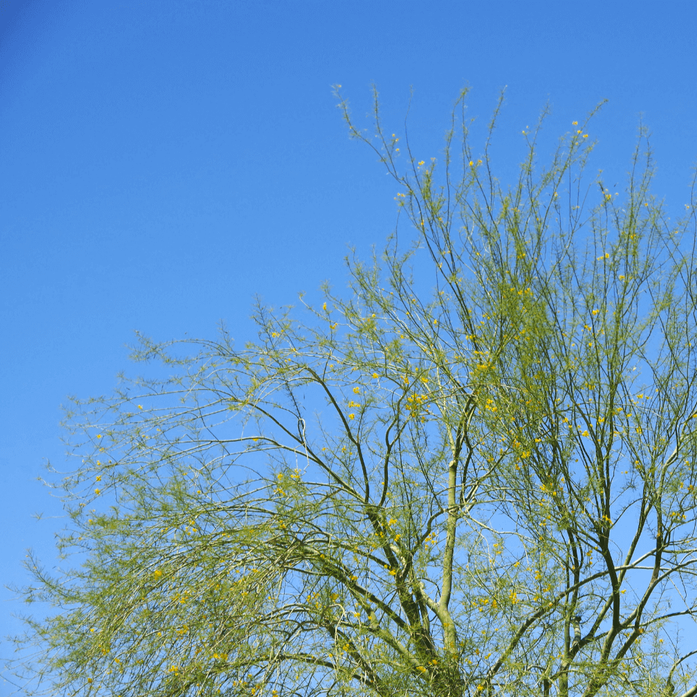 Palo verde tree