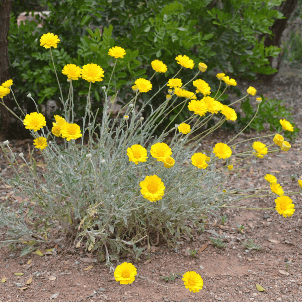 Desert Marigold Blooms