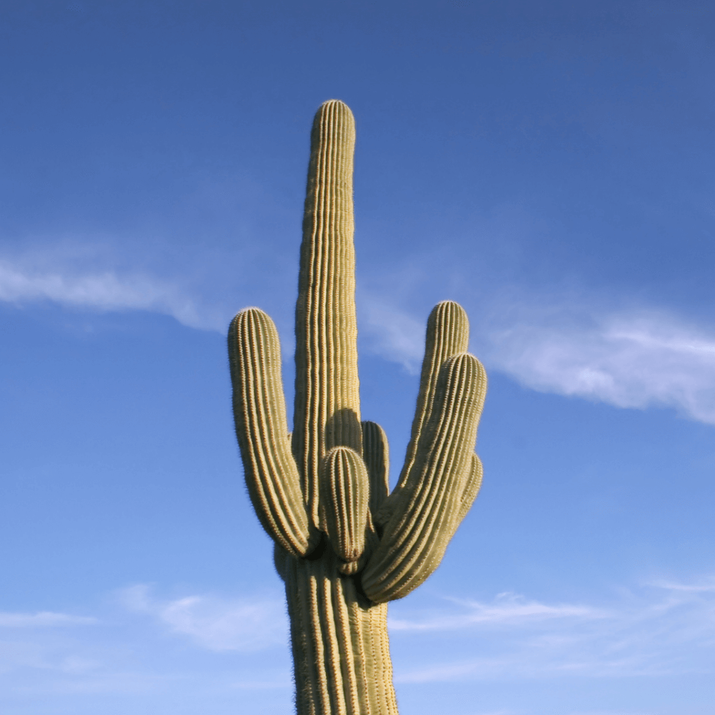 Saguaro cactus