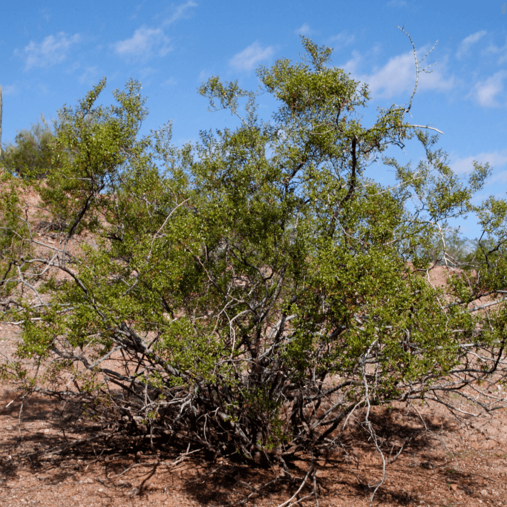 Creosote bush