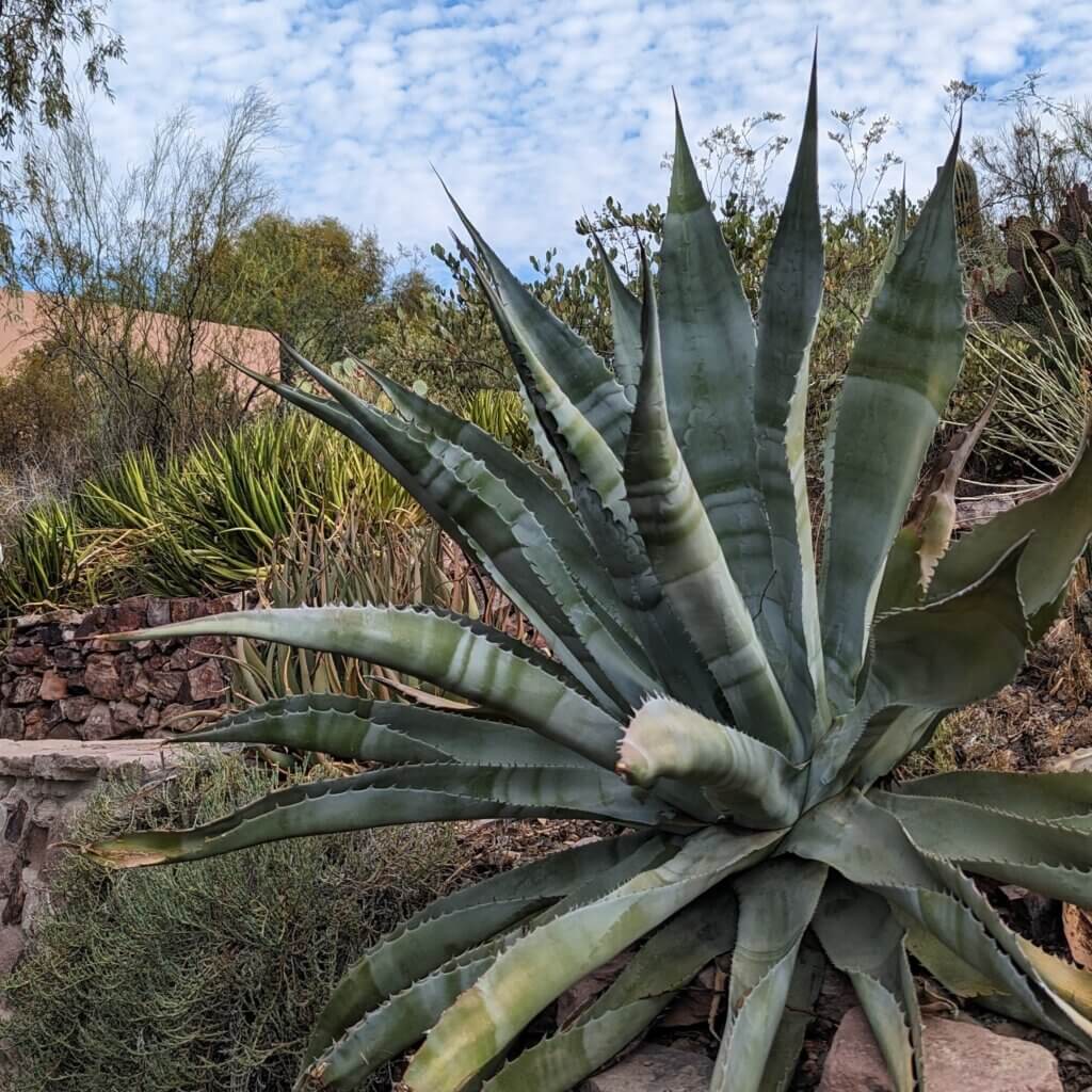 Agave plant