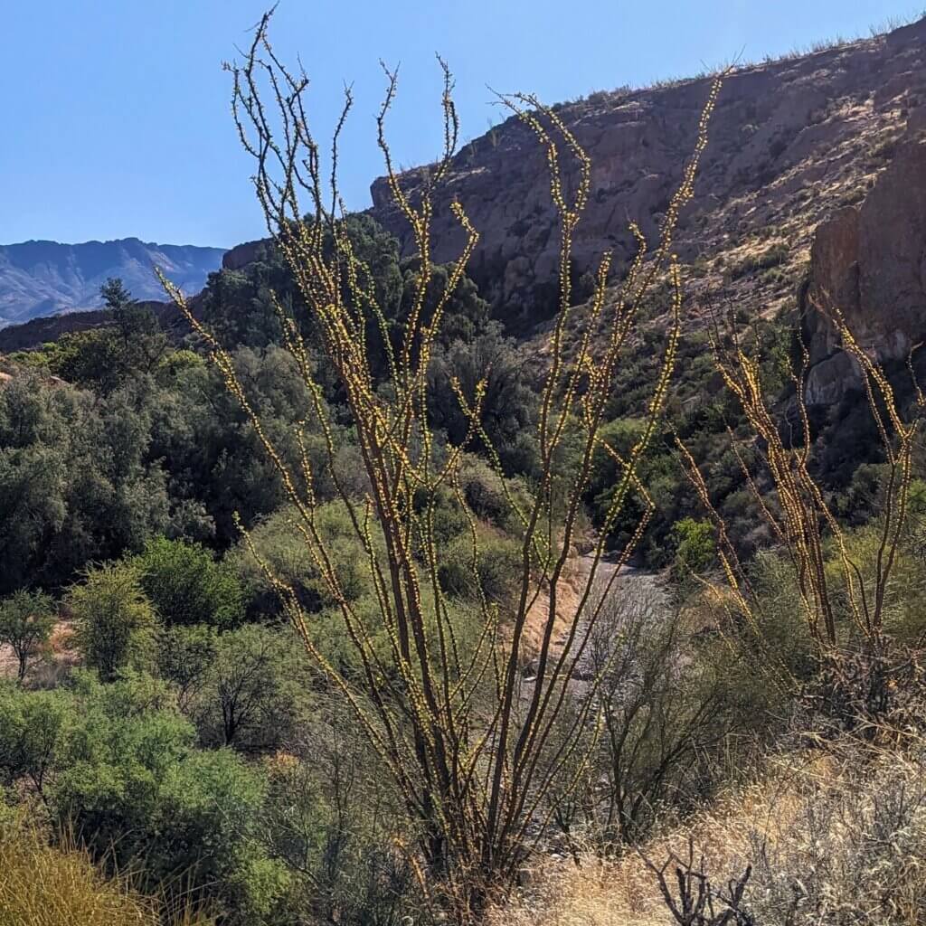 Ocotillo