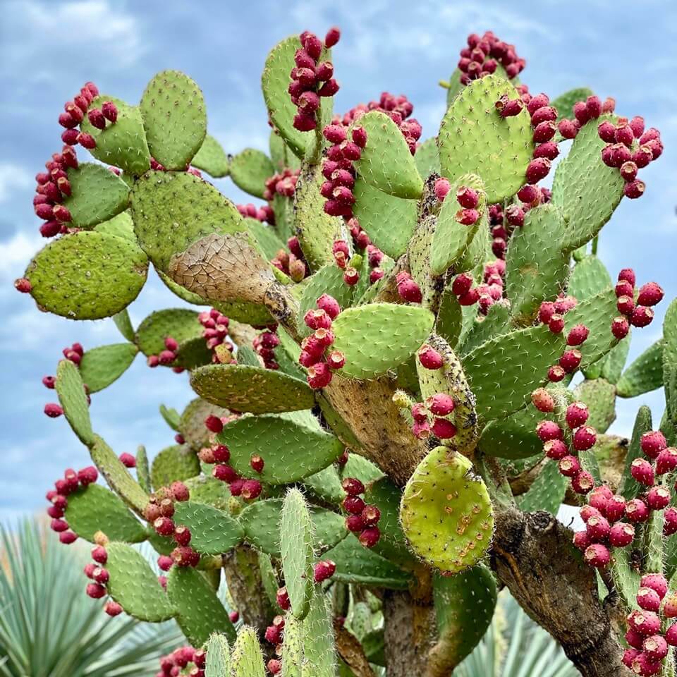 Prickly pear cactus